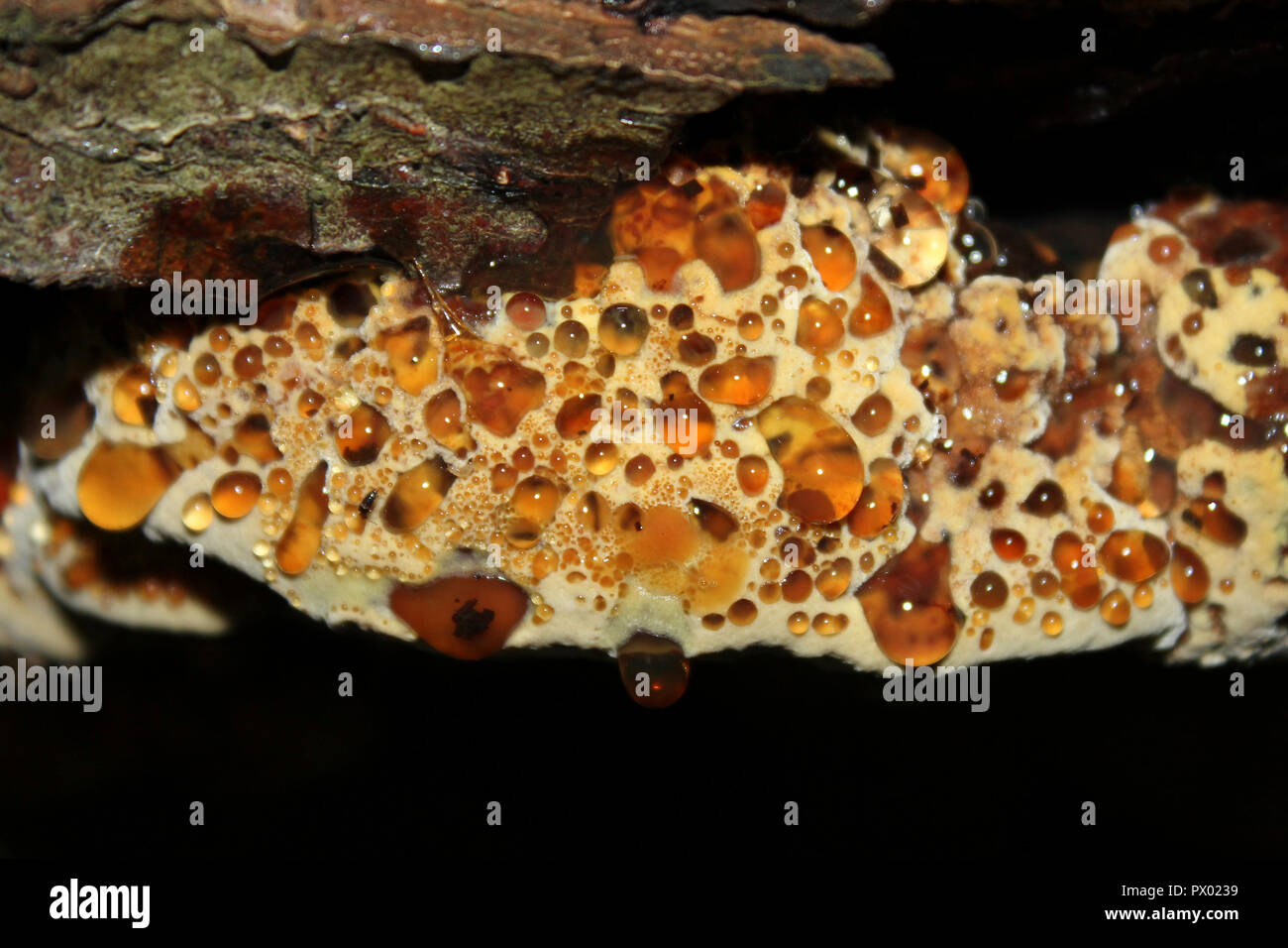 Alder Bracket - Inonotus radiatus young specimen Stock Photo