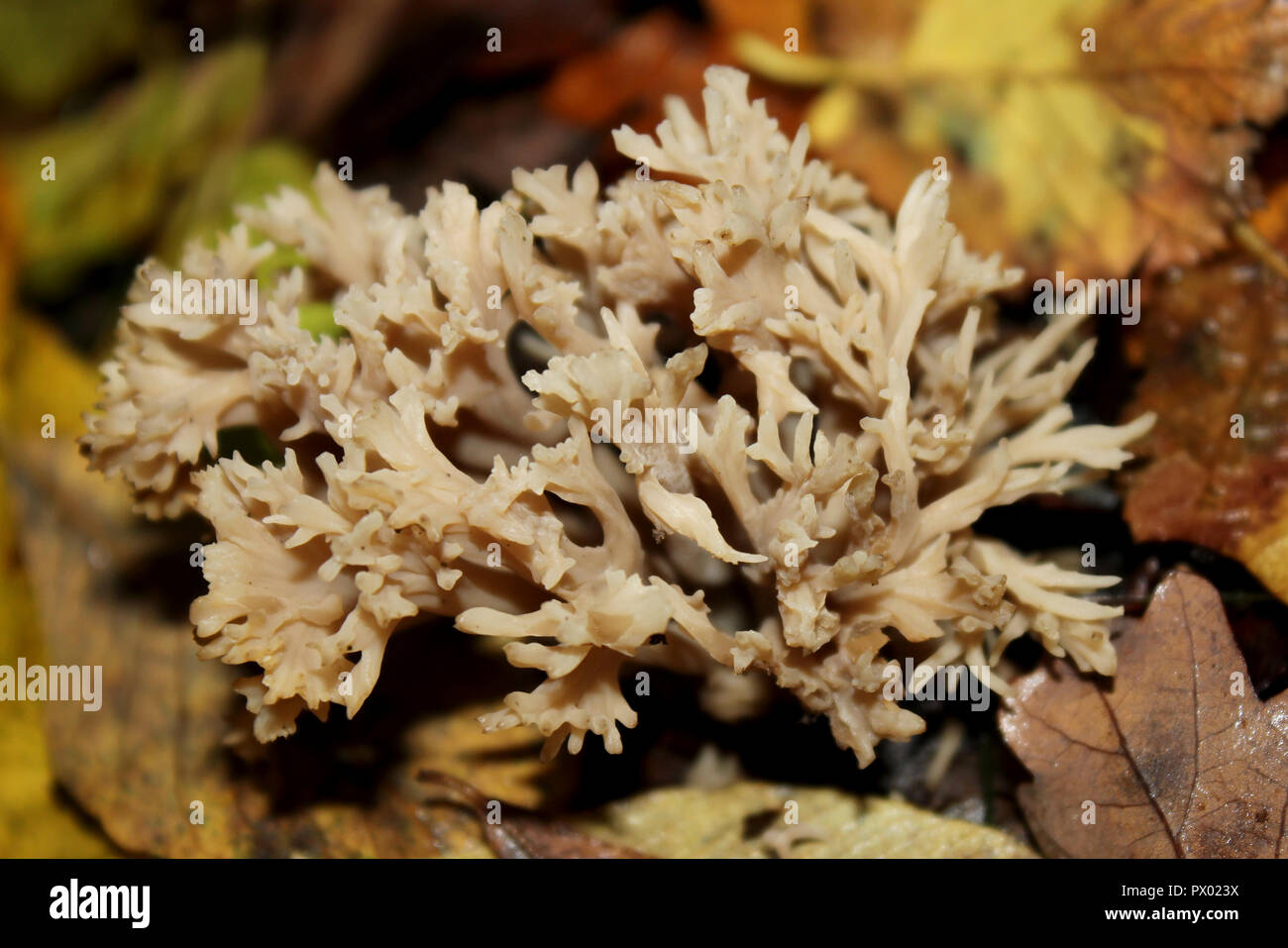 Grey Coral Fungus Clavulina cinerea Stock Photo