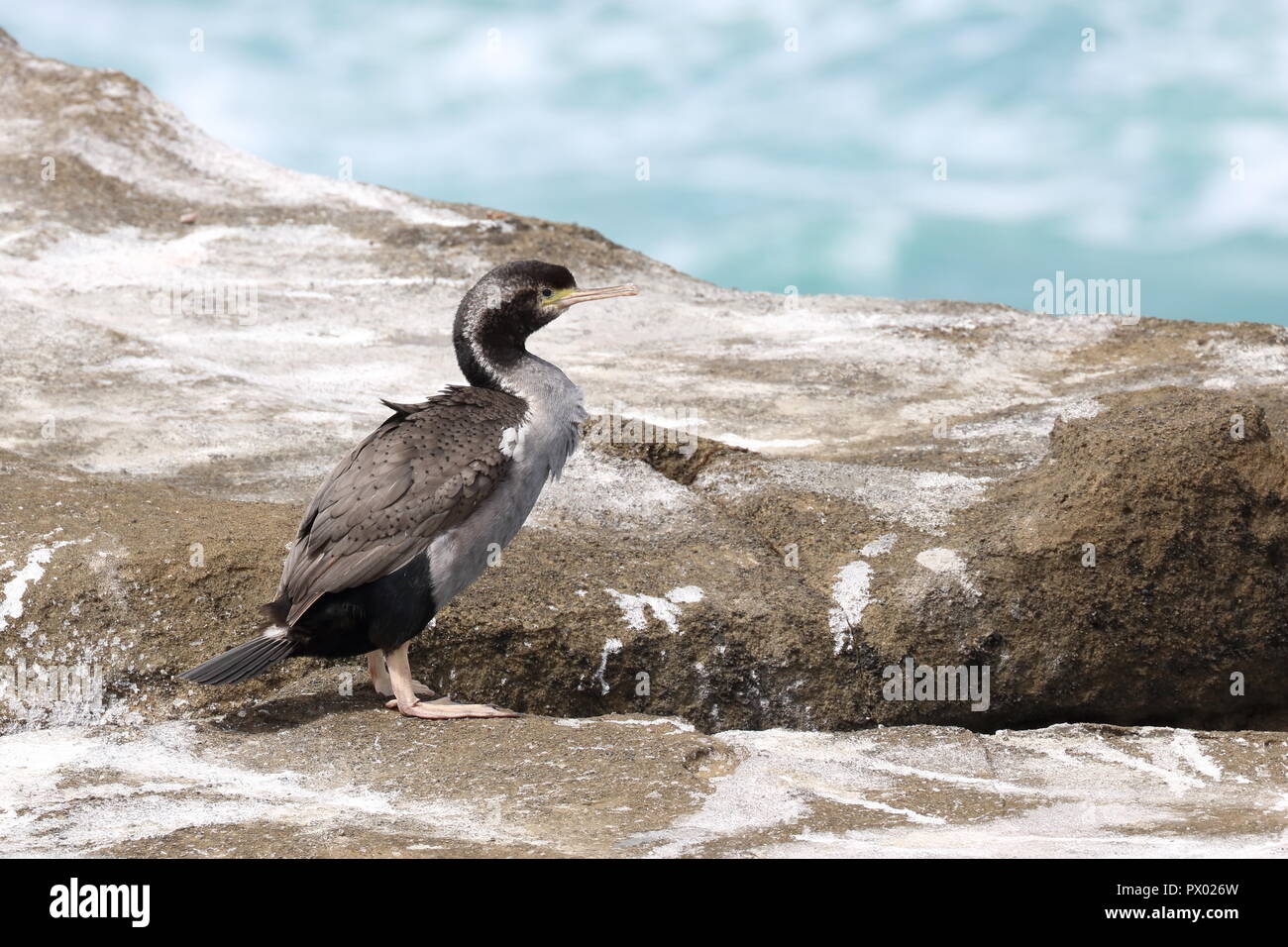 Spotted Shag (Stictocarbo punctatus) Cormorant with spots, on rocks Porpoise Bay, Curio Bay Cliffs, blue ocean background. Catlins, New Zealand bird Stock Photo