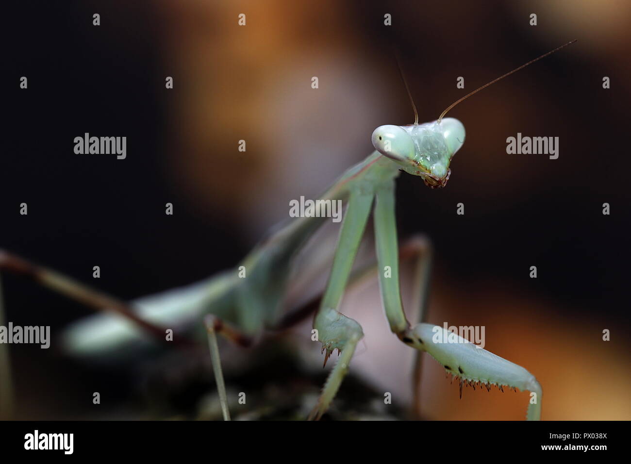 Praying mantis Giant Asian Mantis Hierodula membranacea macro close up Stock Photo