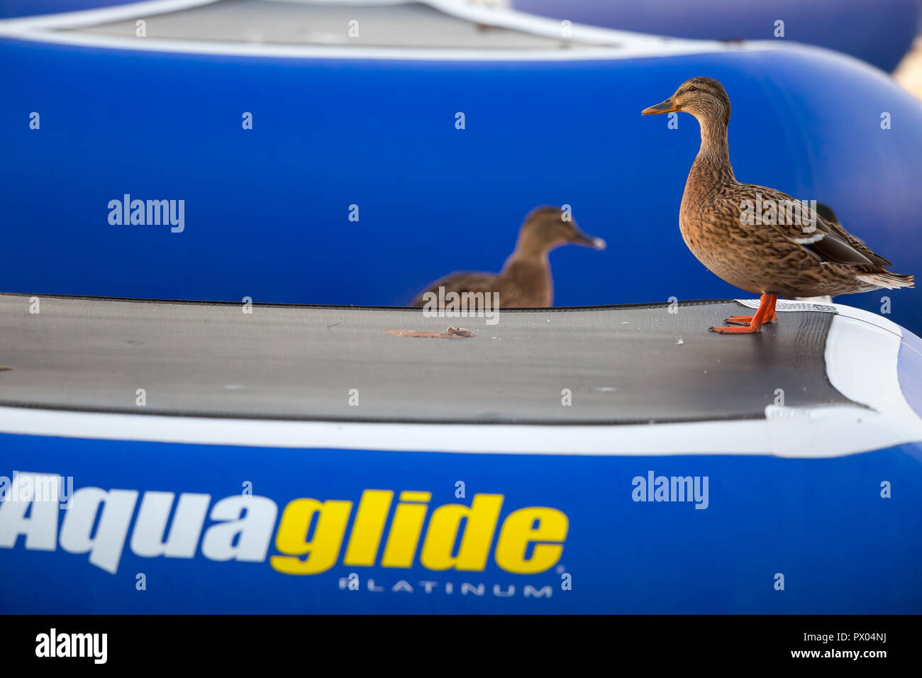 Landscape close up: female mallard duck (Anas platyrhynchos) standing on outdoor "Aquaglide" inflatable aquapark equipment checking it out in evening. Stock Photo