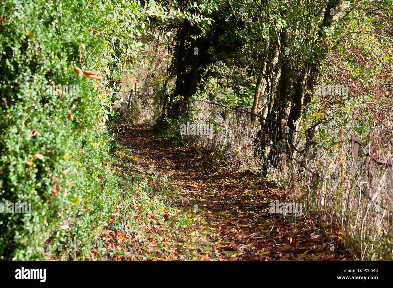 A country footpath in the autumn near Bishopstrow, Warminster, Wiltshire, UK. Stock Photo