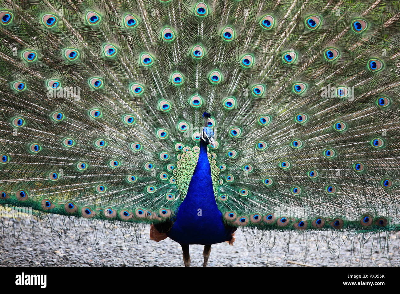 павлин самка. индийский павлин самка. павлин самка и самец. индийский павлин самка. павы это птицы.