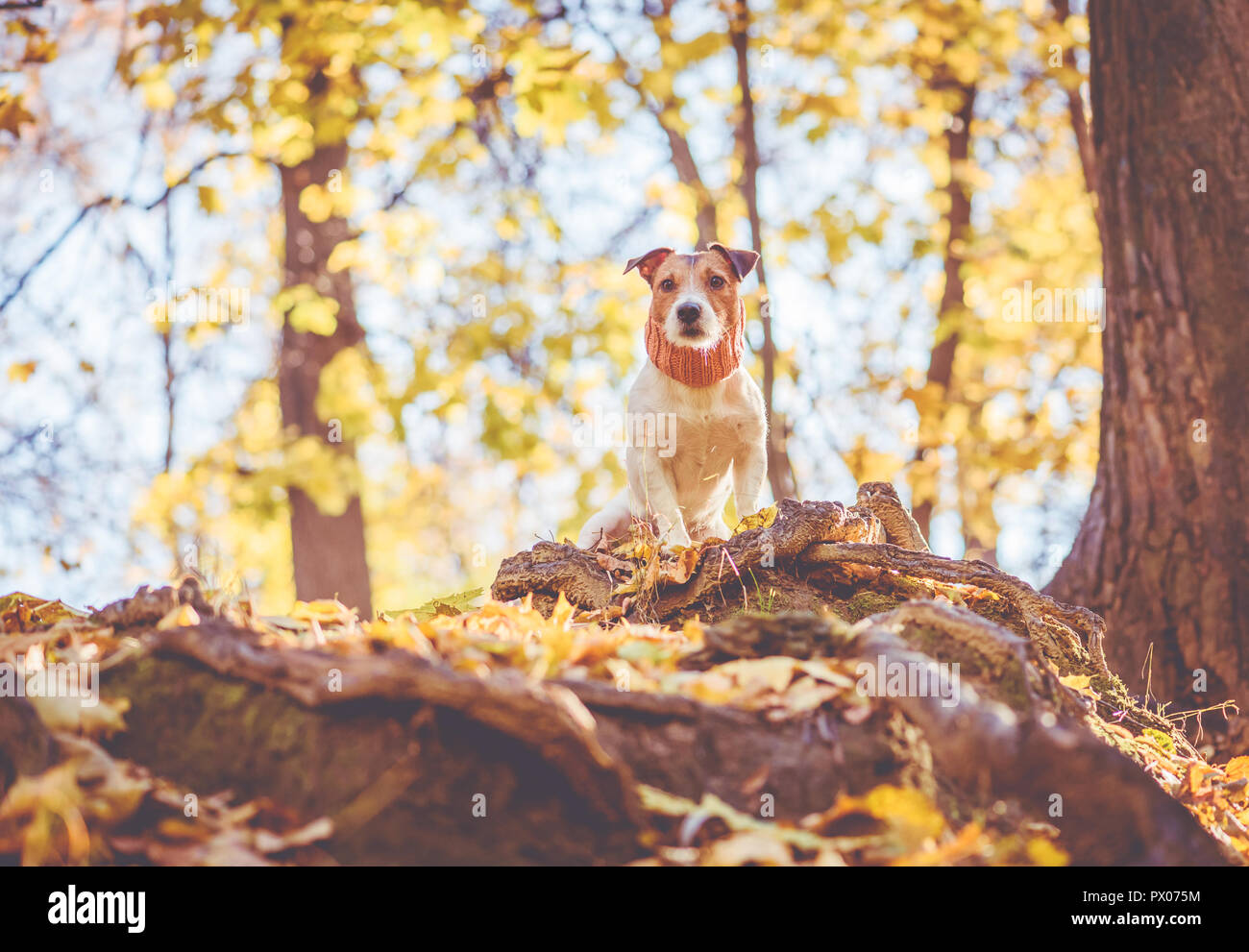 Dog hiking at fall forest sitting at top of hill on tree roots Stock Photo
