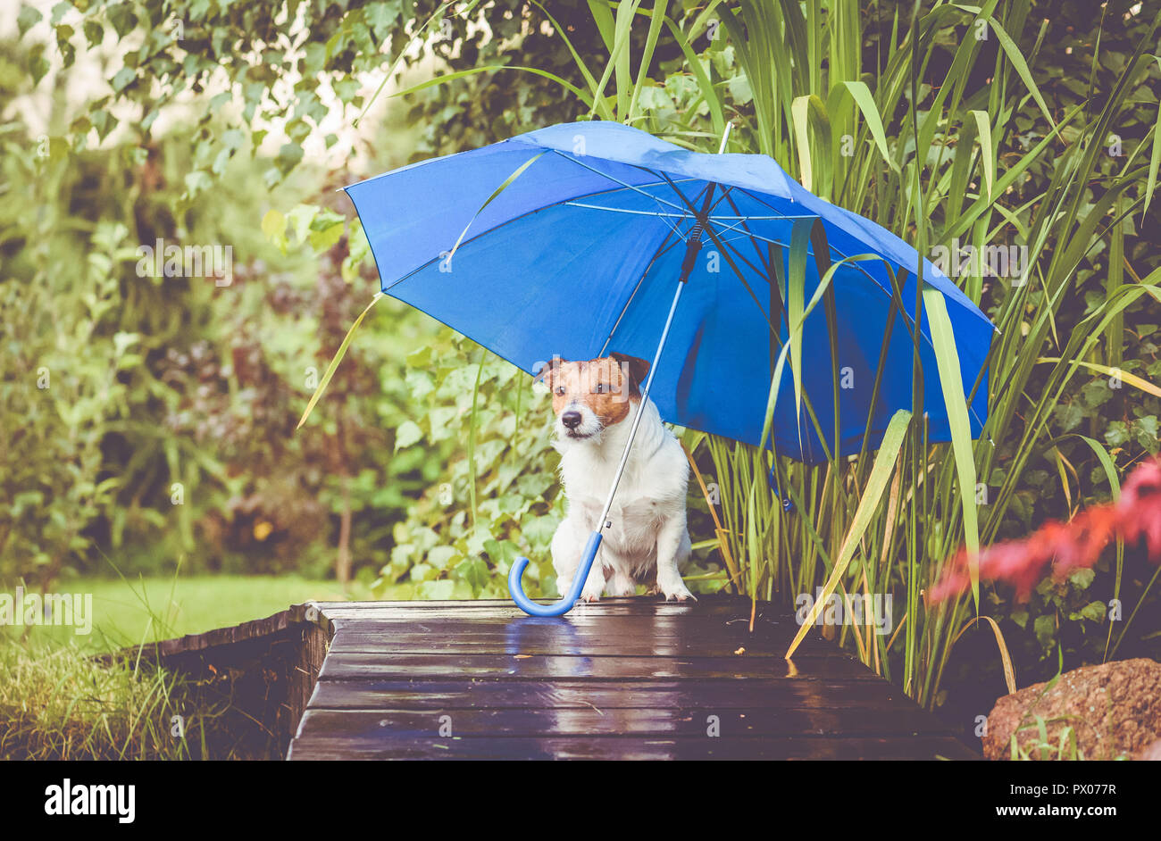 dog under umbrella