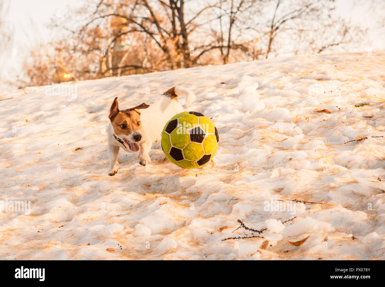 Winter activities with dog and football (soccer) ball at park Stock