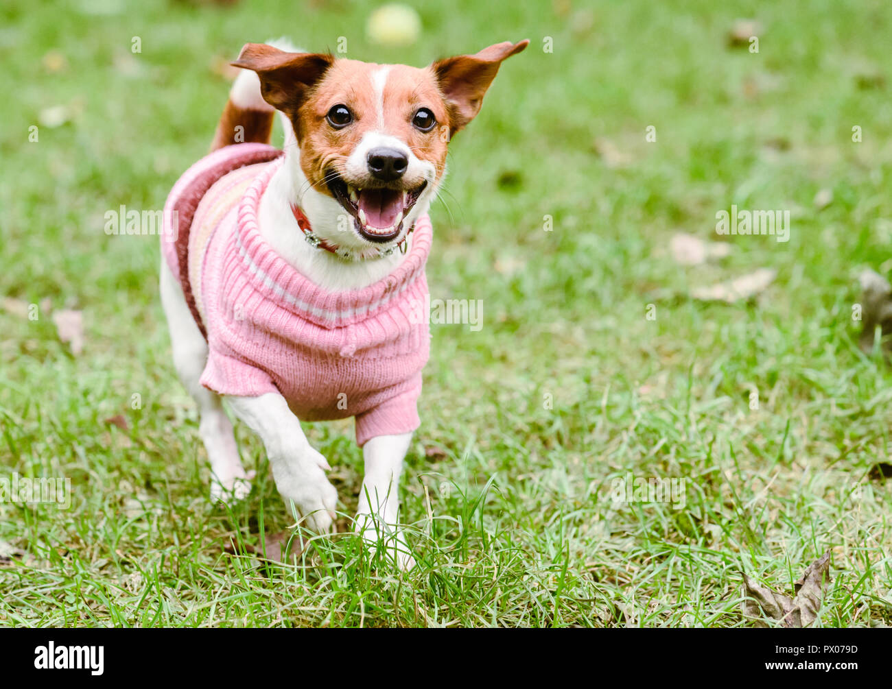 dog wearing a sweater