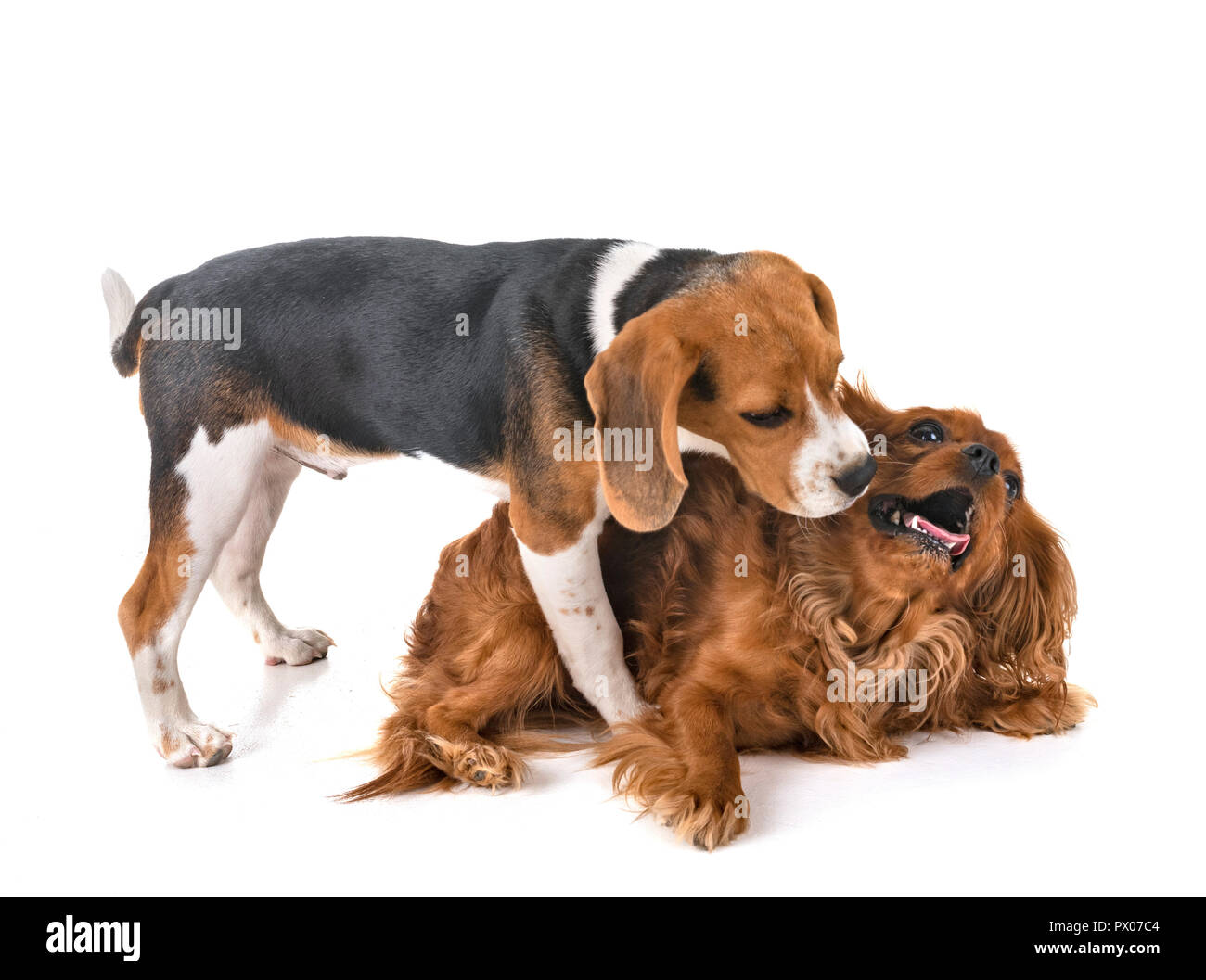 Beagle king 2025
