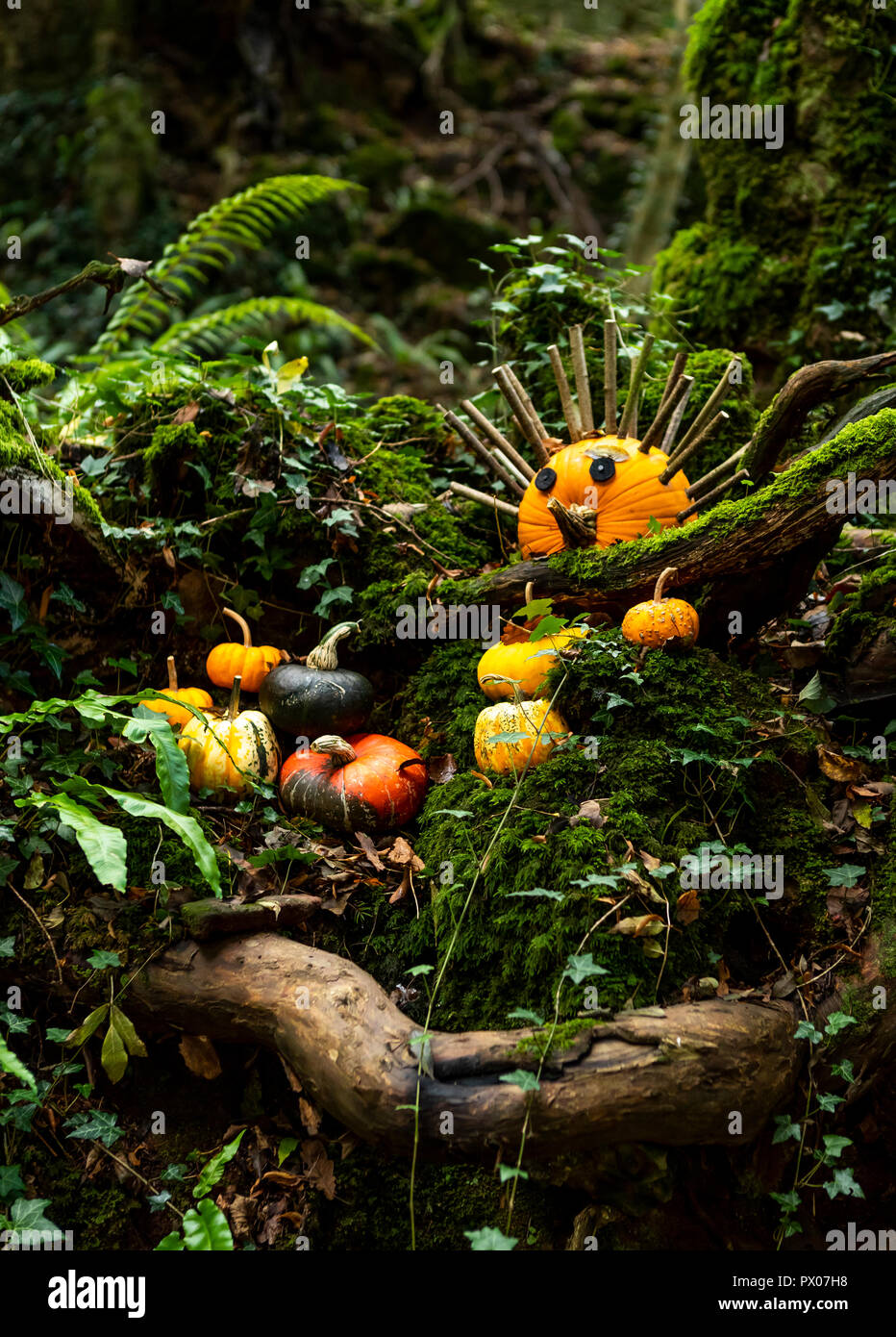 Halloween pumpkins - colourful Autumn woodland. Visitor attraction and movie location. Puzzlewood, Forest of Dean, Gloucestershire. Stock Photo