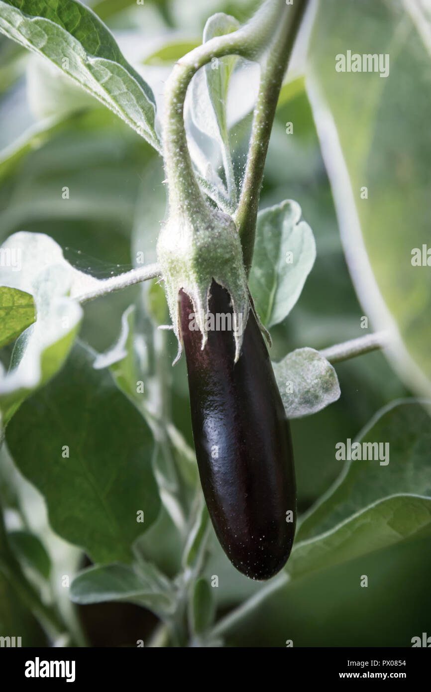 In the garden, the eggplants ripen among the green leaves. Vertical