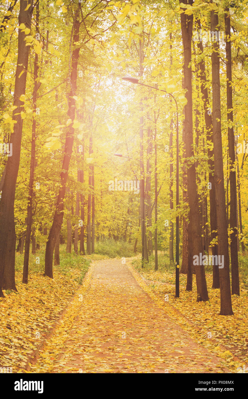 Autumn in the city Park, trees in yellow foliage Stock Photo - Alamy