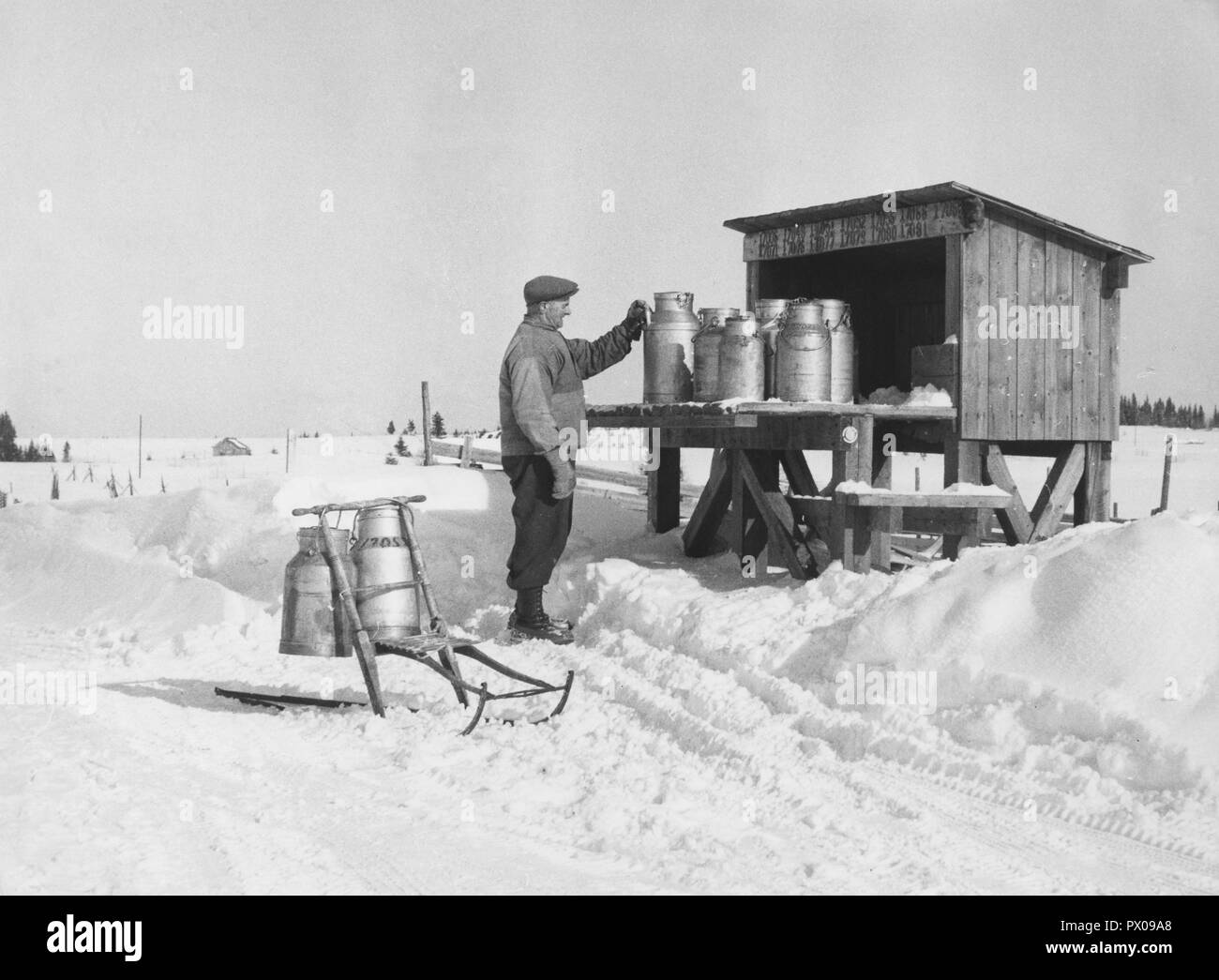 Milk in the 1950s. A milk farmer at the loading deck at the roadside where the milk cans are transported to and from the dairy. He collects the returned empty ones and takes them home this snowy day on his kicking sledge. Sweden 1950s. Stock Photo