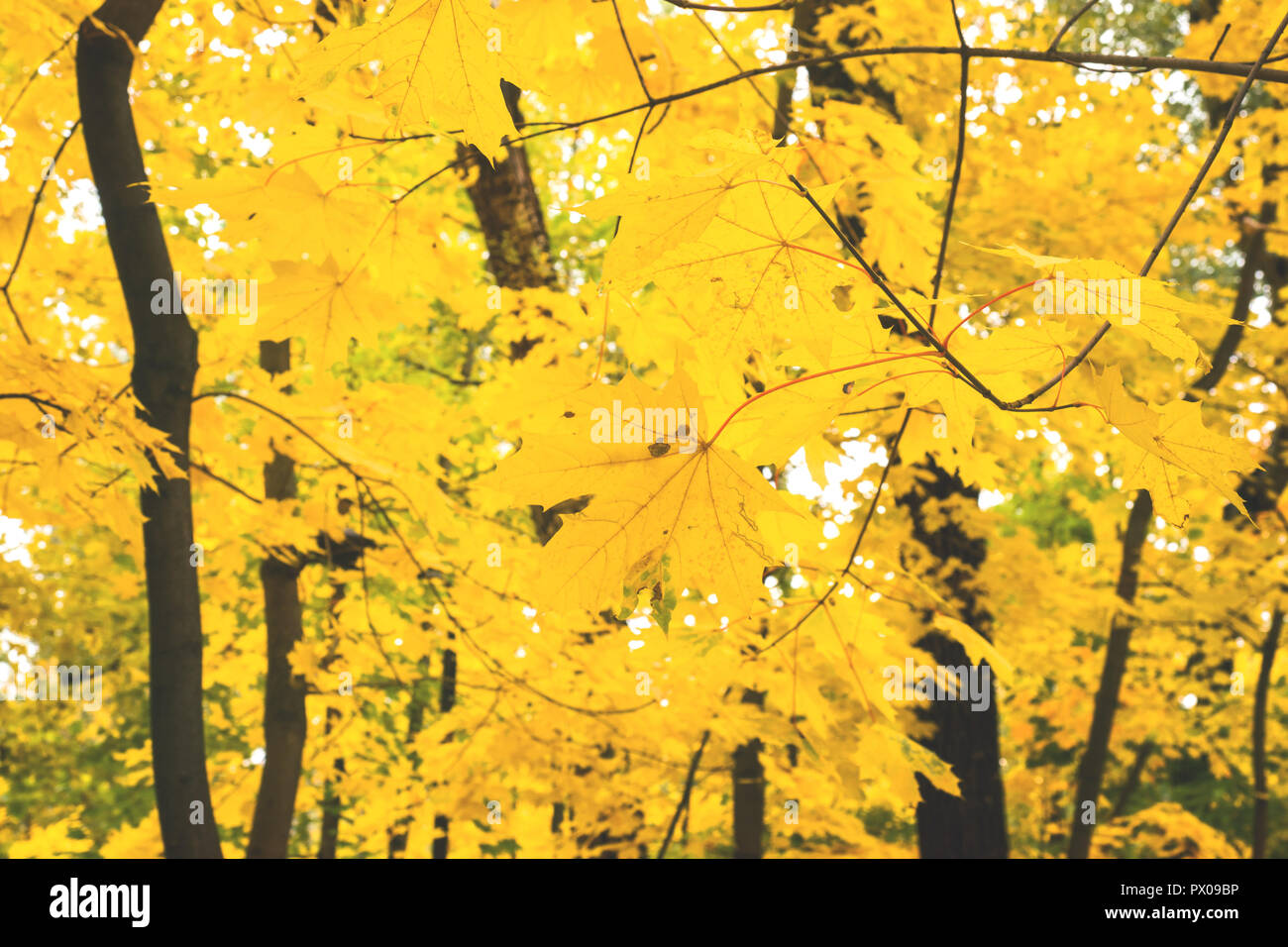 Autumn in the city Park, trees in yellow foliage Stock Photo - Alamy