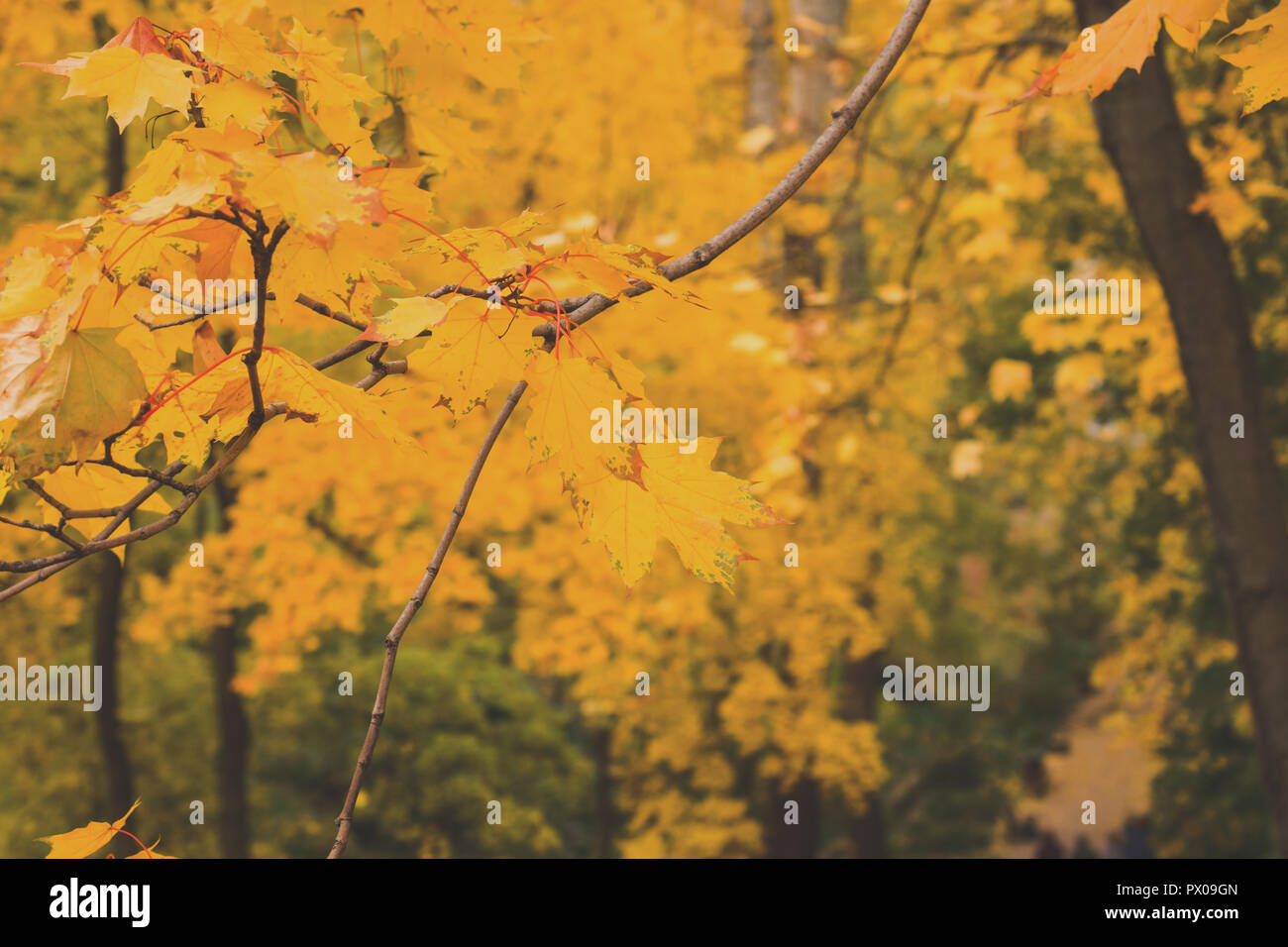 Autumn in the city Park, trees in yellow foliage Stock Photo - Alamy