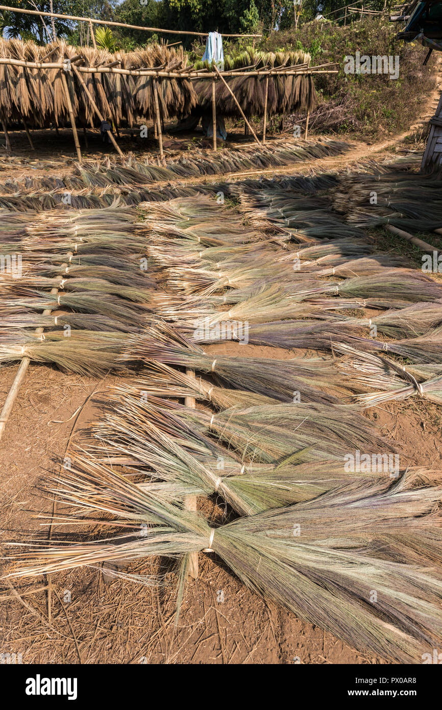 Grass for broom making drying in the sun, Sakwa, Meghalaya, India Stock Photo