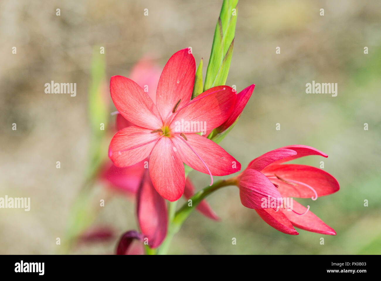 The flowers of a crimson flag lily 'Major' (Hesperantha coccinea 'Major') Stock Photo