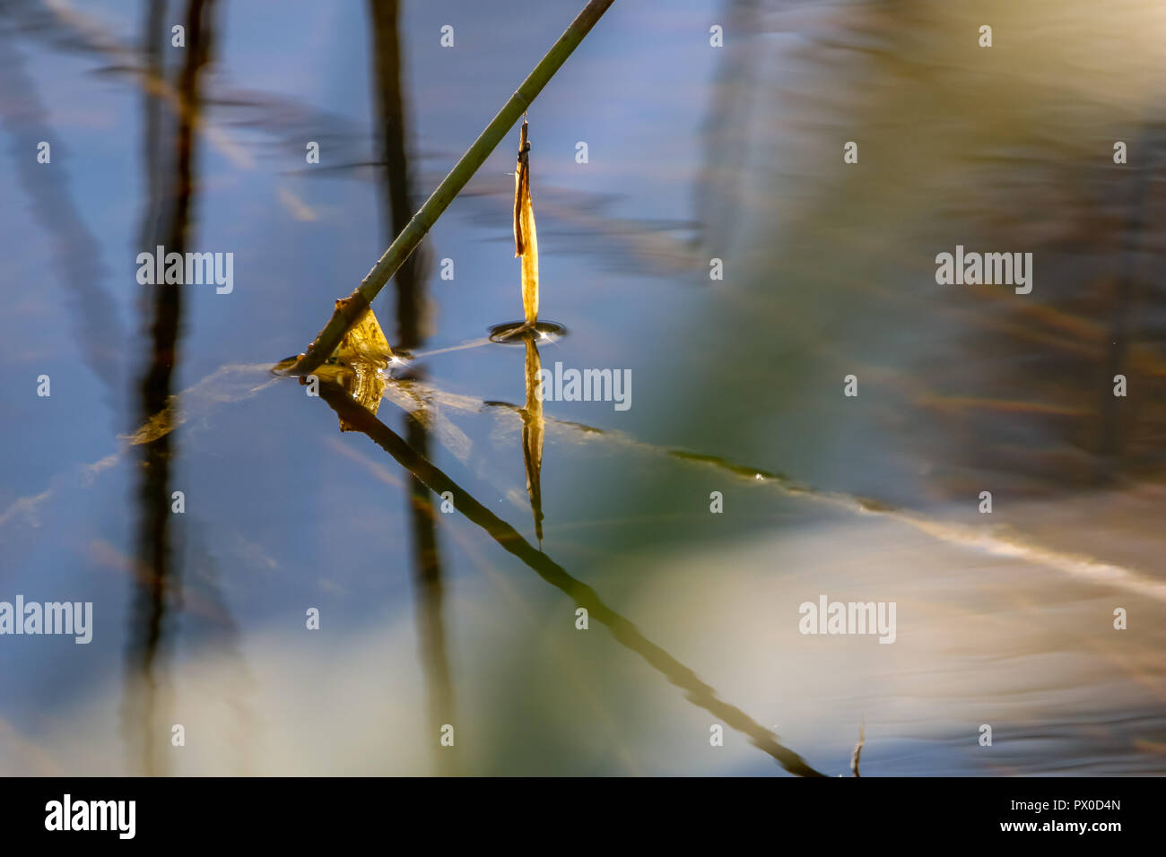 Surface Plants Underwater High Resolution Stock Photography and Images