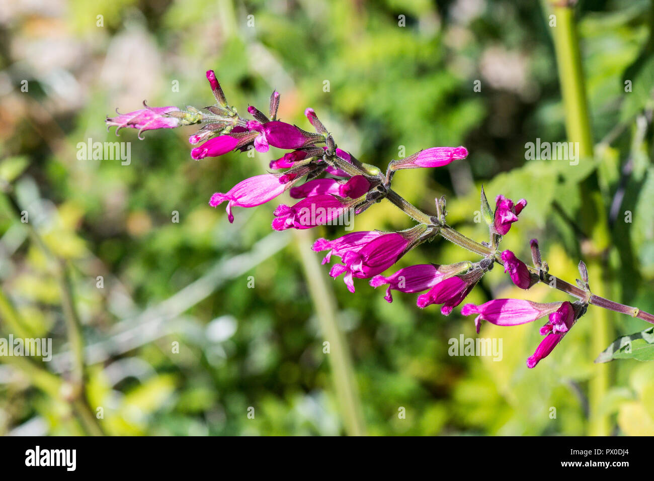 The flower spike of a rosy-leaf sage 'Bethellii' (Salvia involucrata 'Bethellii') Stock Photo