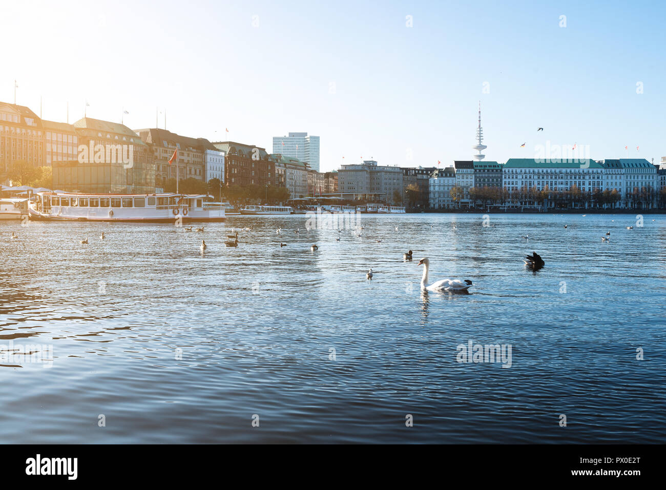 birds on Binnenalster Lake in Hamburg on sunny day in autumn Stock Photo