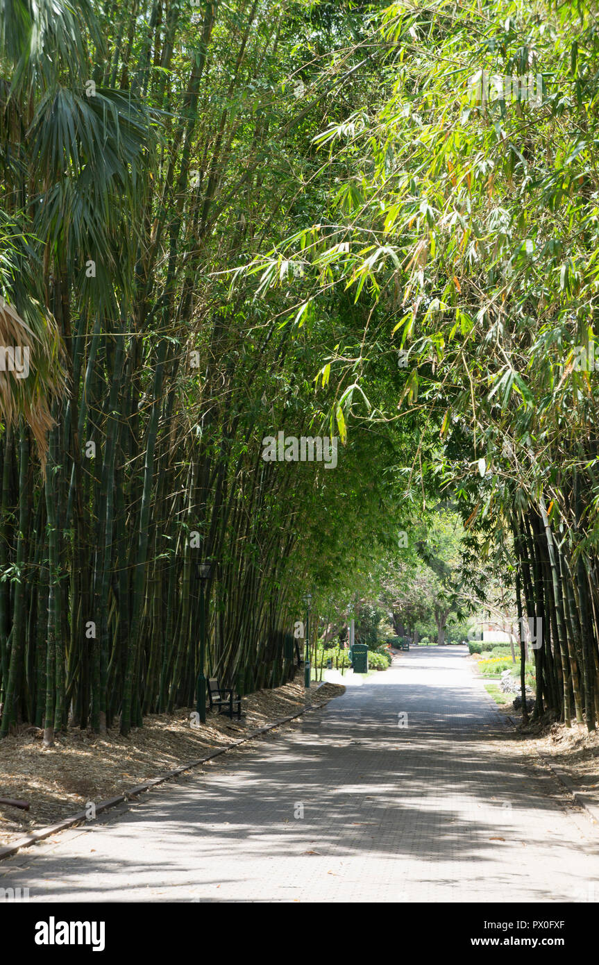 City Bamboo Australia Stock Photo Alamy