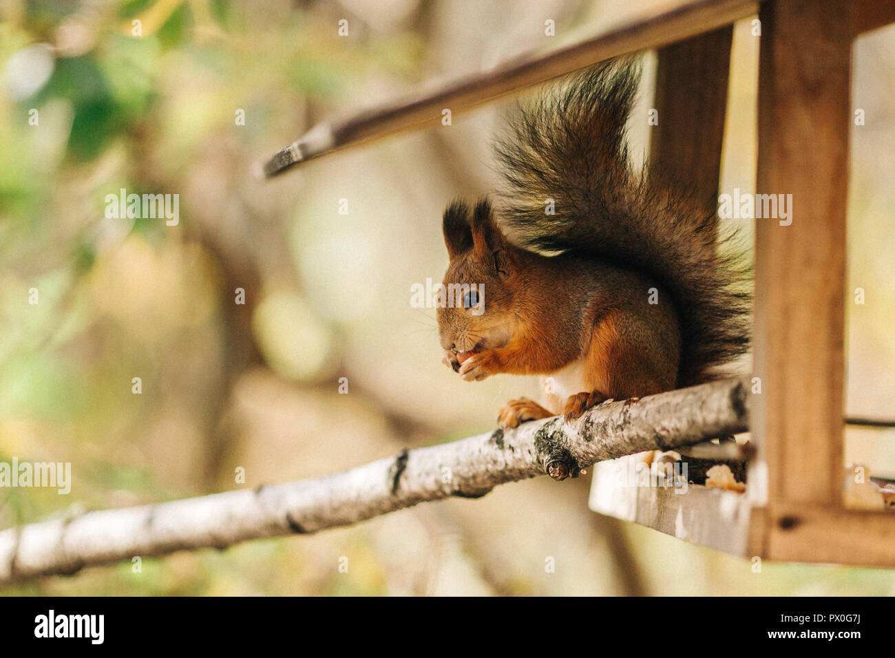 Squirrel, spring with nuts Stock Photo