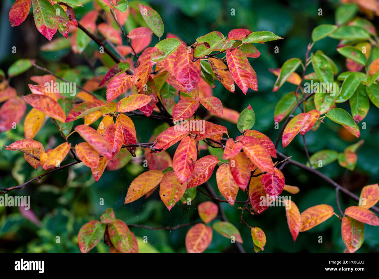 Autumn colour of Amelanchier Canadensis, serviceberry. Leaves turning red taking on the fall color. Stock Photo