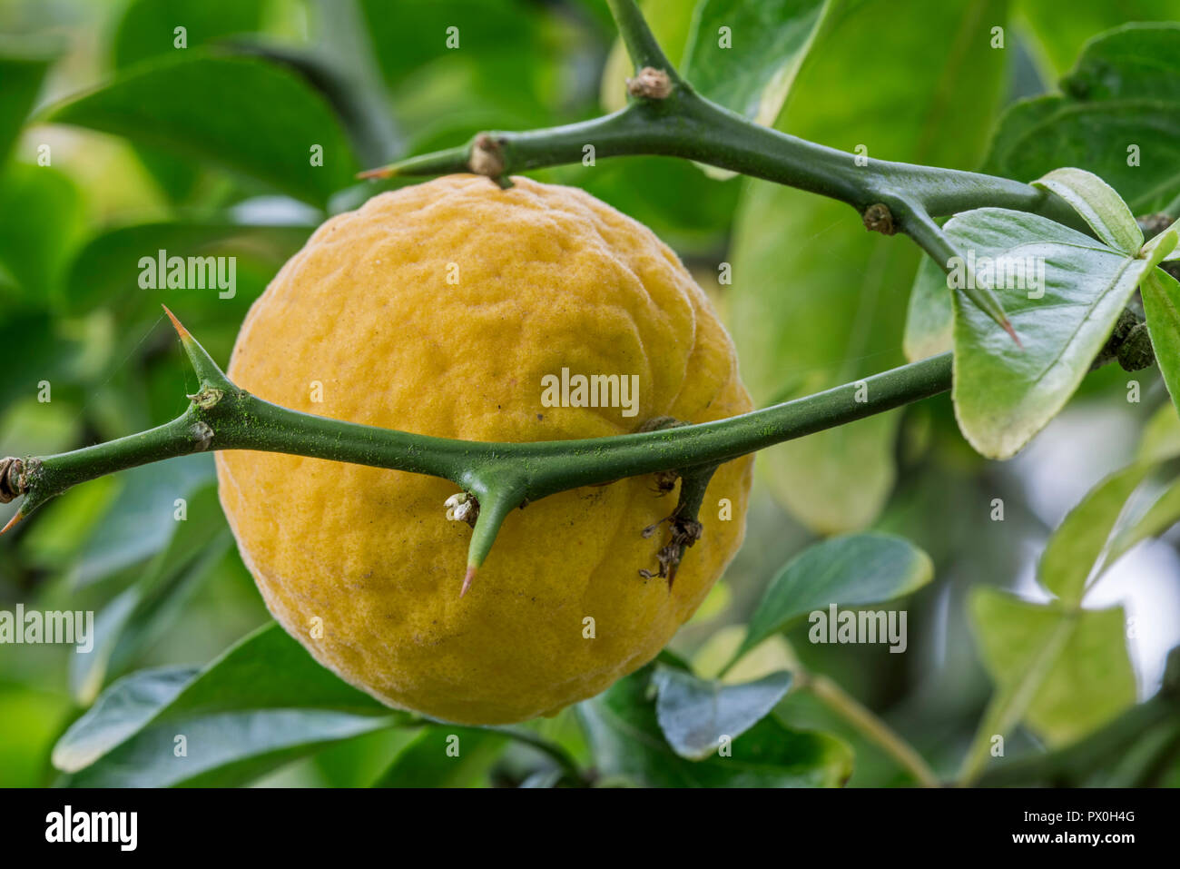 Japanese bitterorange / hardy orange / Chinese bitter orange