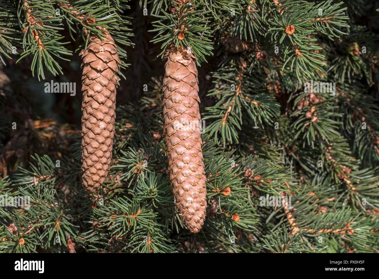 Blue spruce / green spruce / white spruce / Colorado spruce / Colorado blue spruce (Picea pungens Lombarts) close up of mature spruce cones Stock Photo