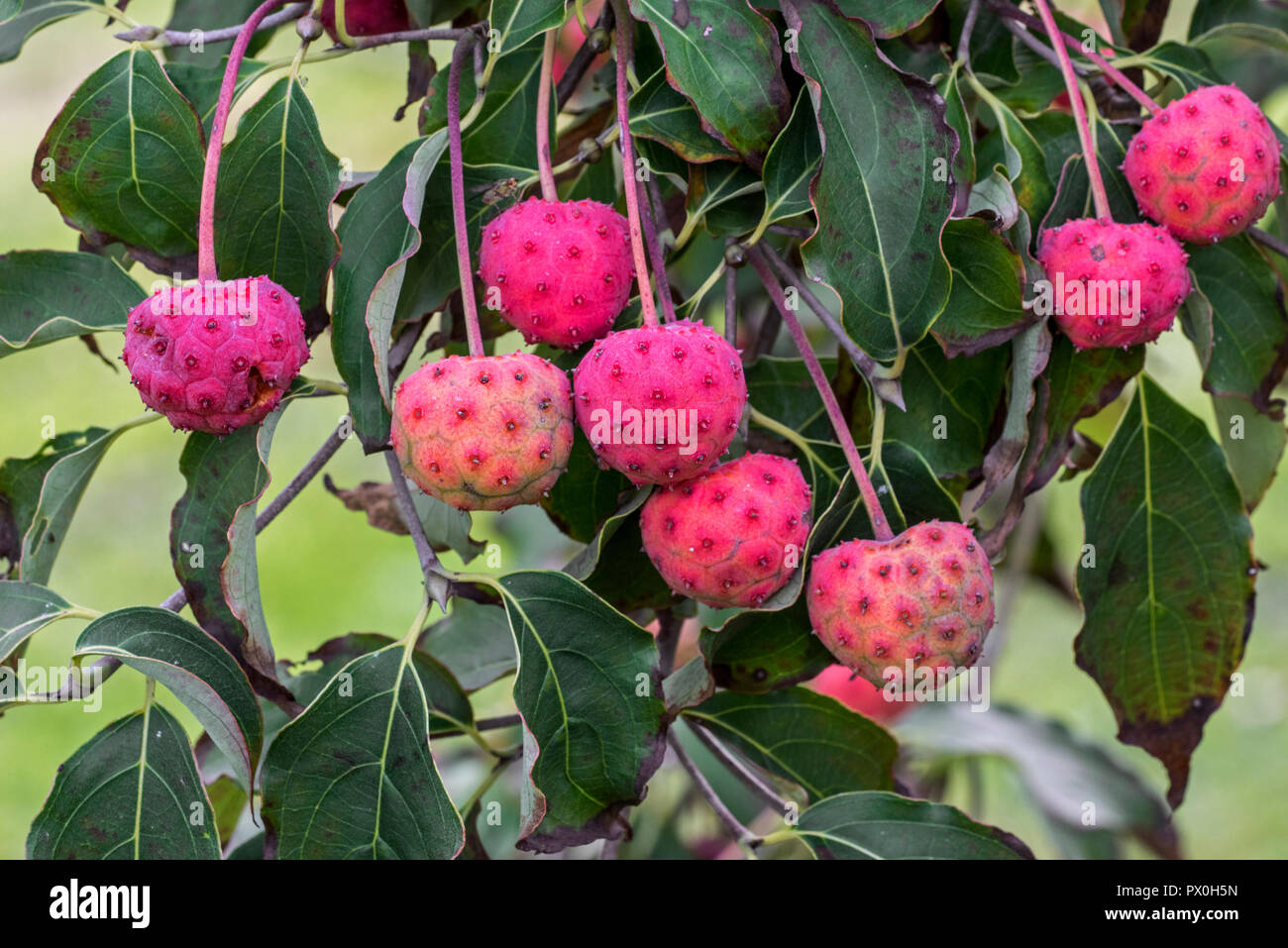 Chinese dogwood (Cornus kousa chinensis) close up of foliage and pink fruit / berries in autumn Stock Photo