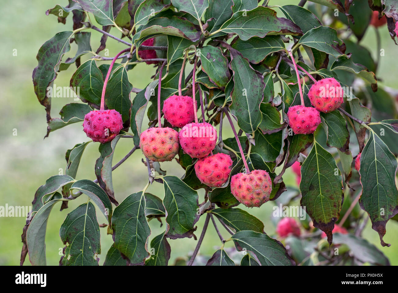 Chinese dogwood (Cornus kousa chinensis) close up of foliage and pink fruit / berries in autumn Stock Photo