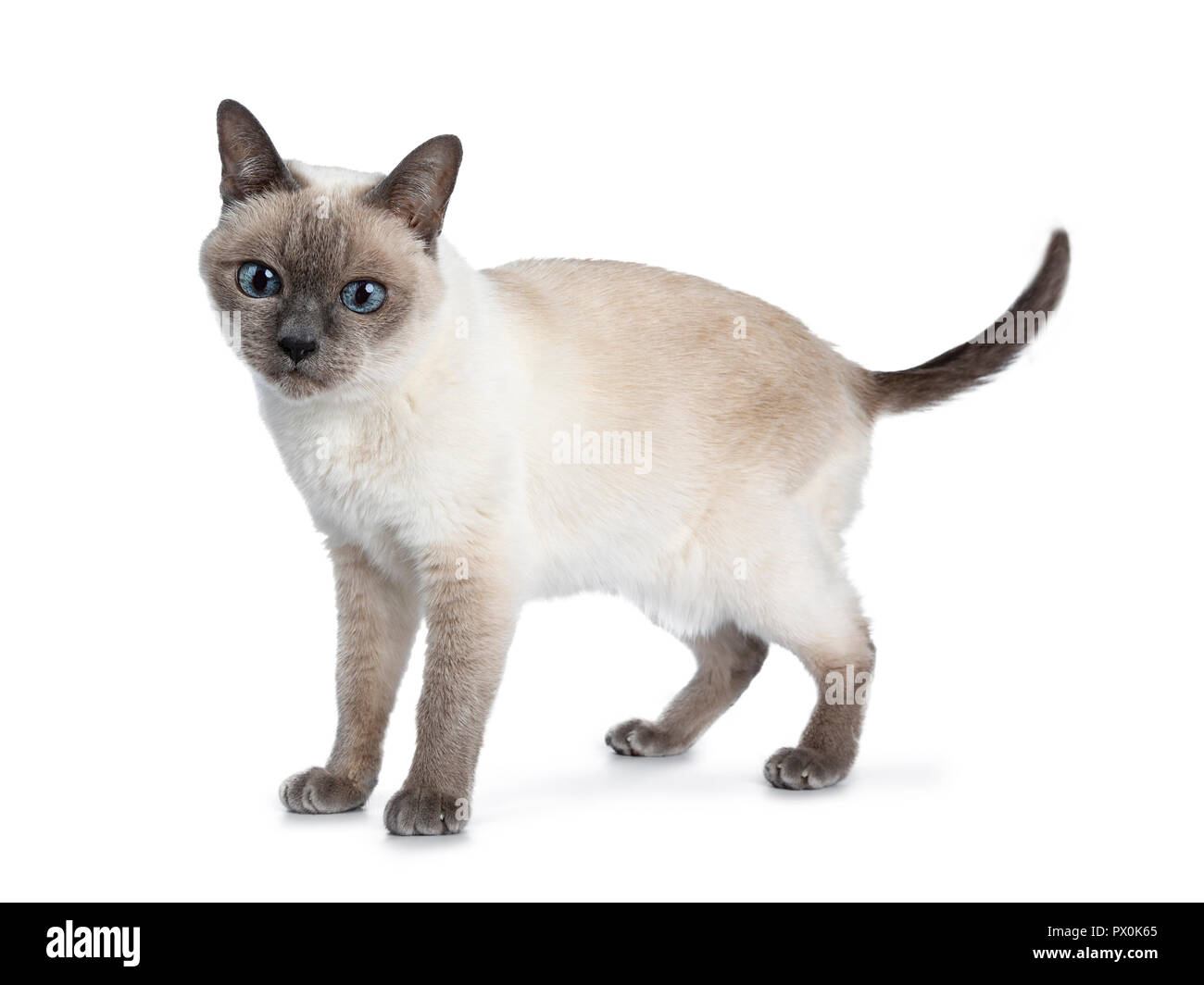 Senior blue point Thai cat standing side ways, looking down with blue wise eyes. Isolated on white background. Tail fierce in air. Stock Photo