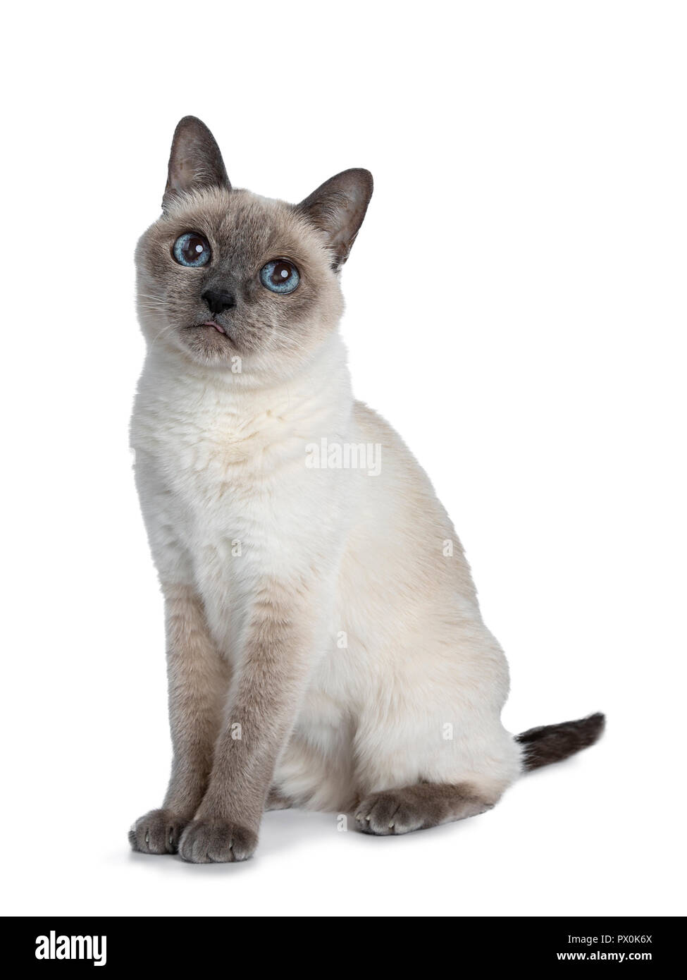 Senior blue point Thai cat sitting side ways, looking above camera with blue wise eyes. Isolated on white background. Stock Photo