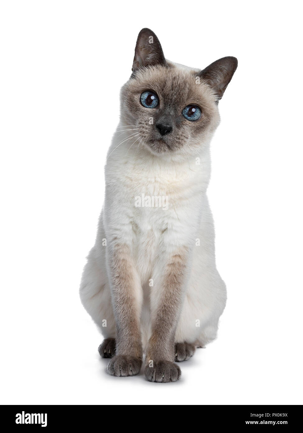 Senior blue point Thai cat sitting front view, looking straight in camera with blue wise eyes. Isolated on white background. Stock Photo