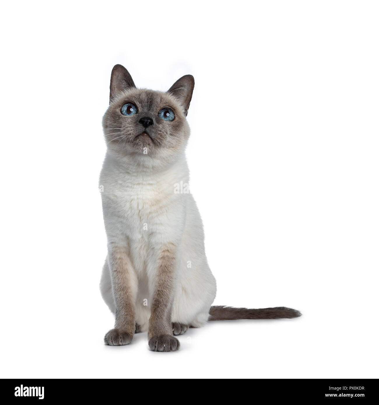 Senior blue point Thai cat sitting front view, looking up with blue wise eyes and tail beside body. Isolated on white background. Stock Photo
