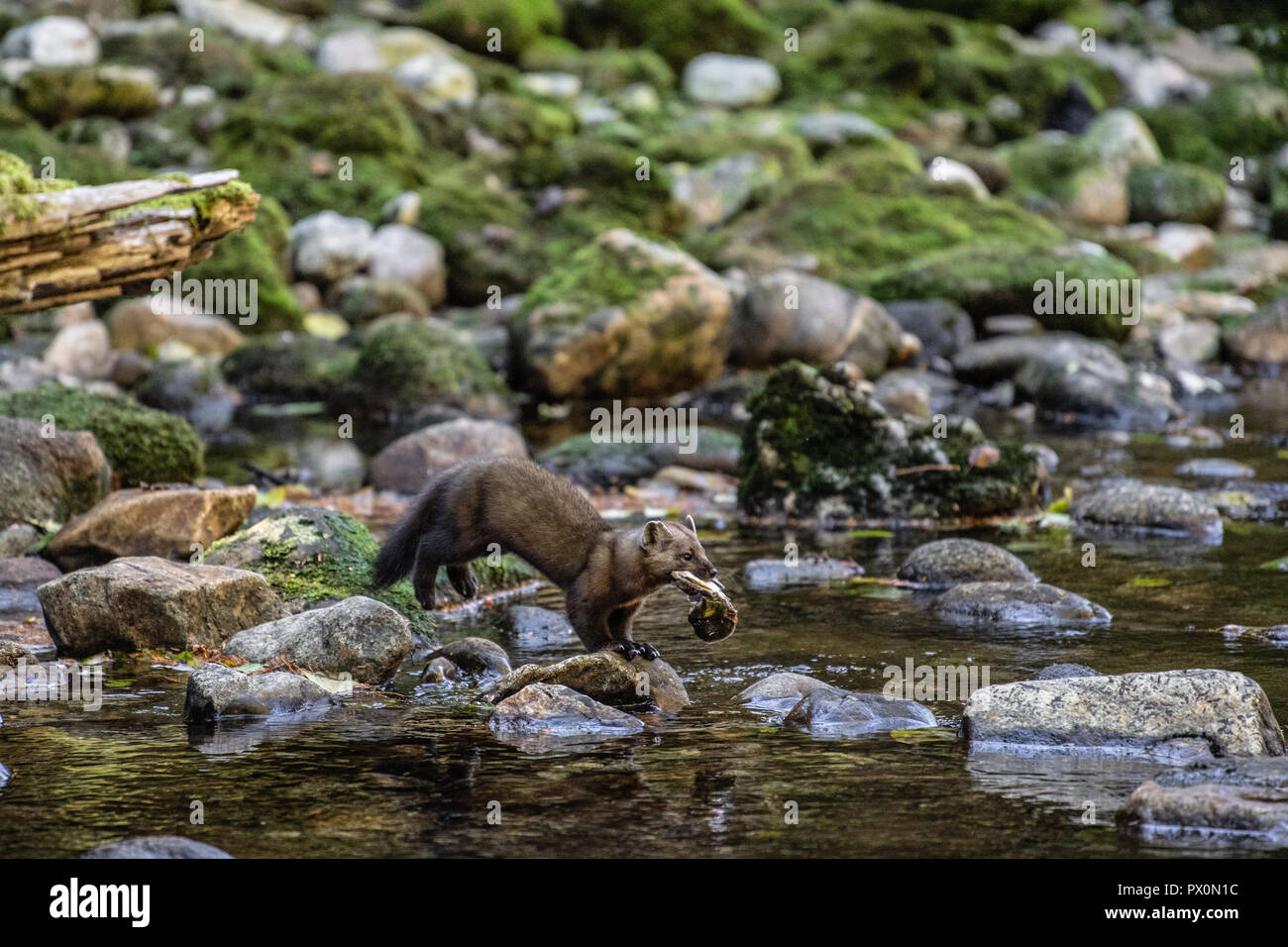 Pine Marten with Salmon catch Stock Photo