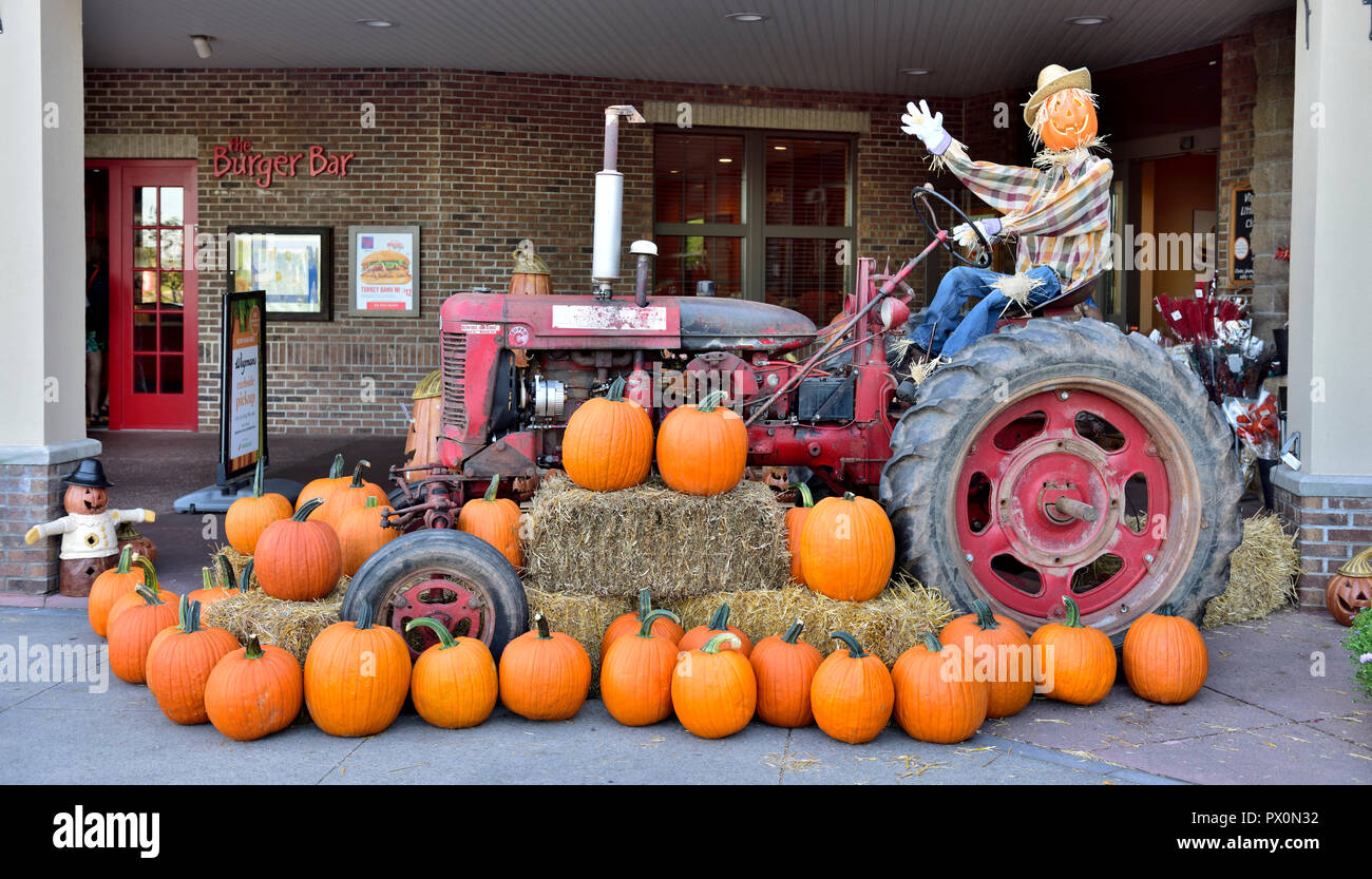 Halloween and autumn with pumpkins, tractor and scarecrow celebrations