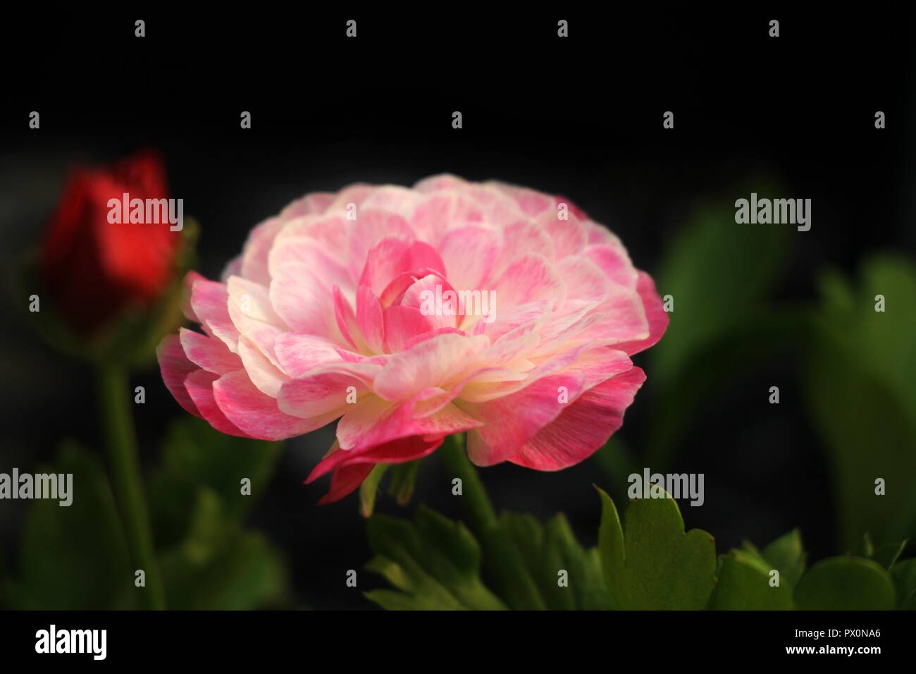 Pink and white Ranunculus flower against green leaves and black background. Stock Photo
