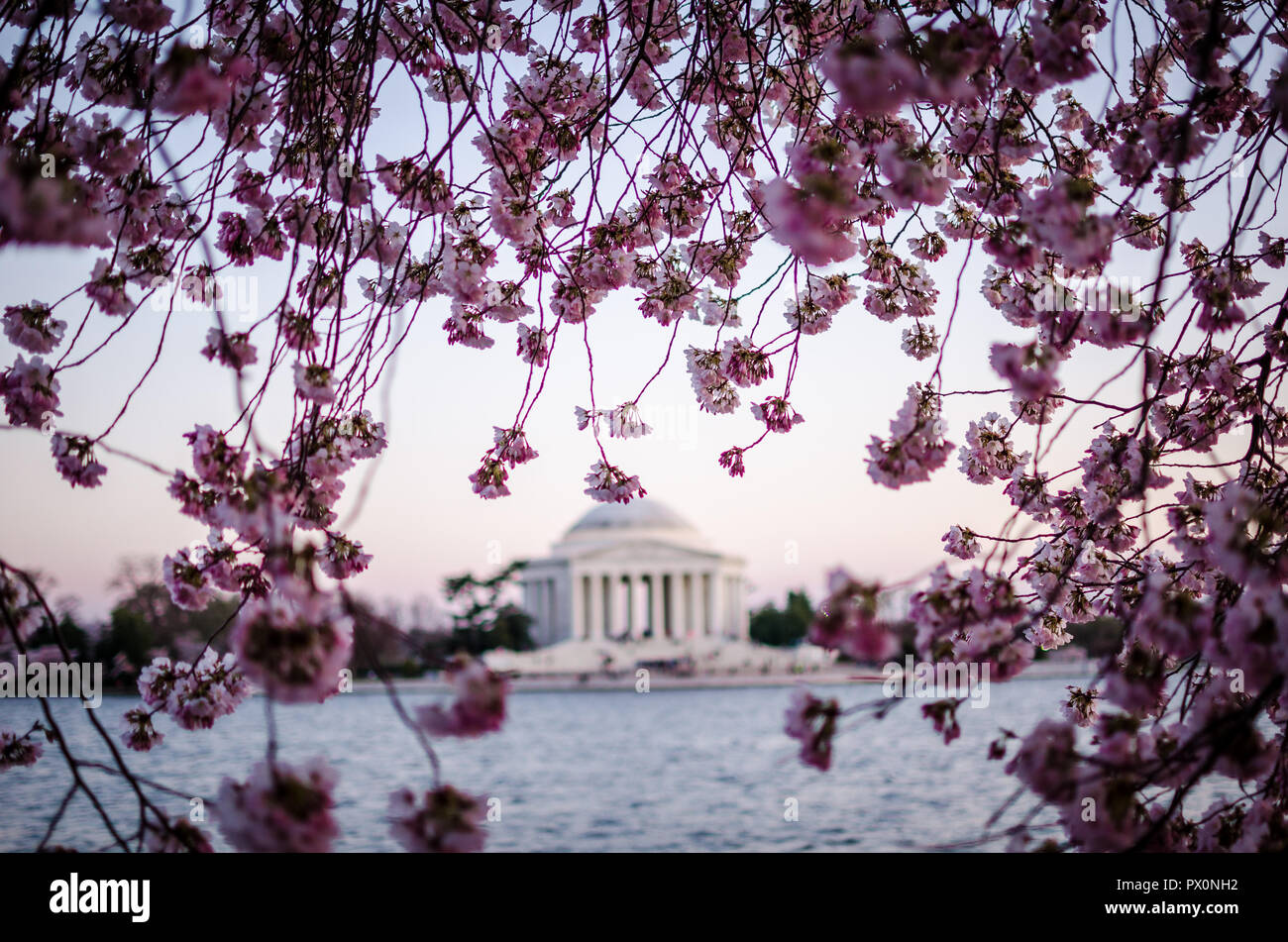 Dusk sunset view of a large Cherry Blossom tree in Washington DC during