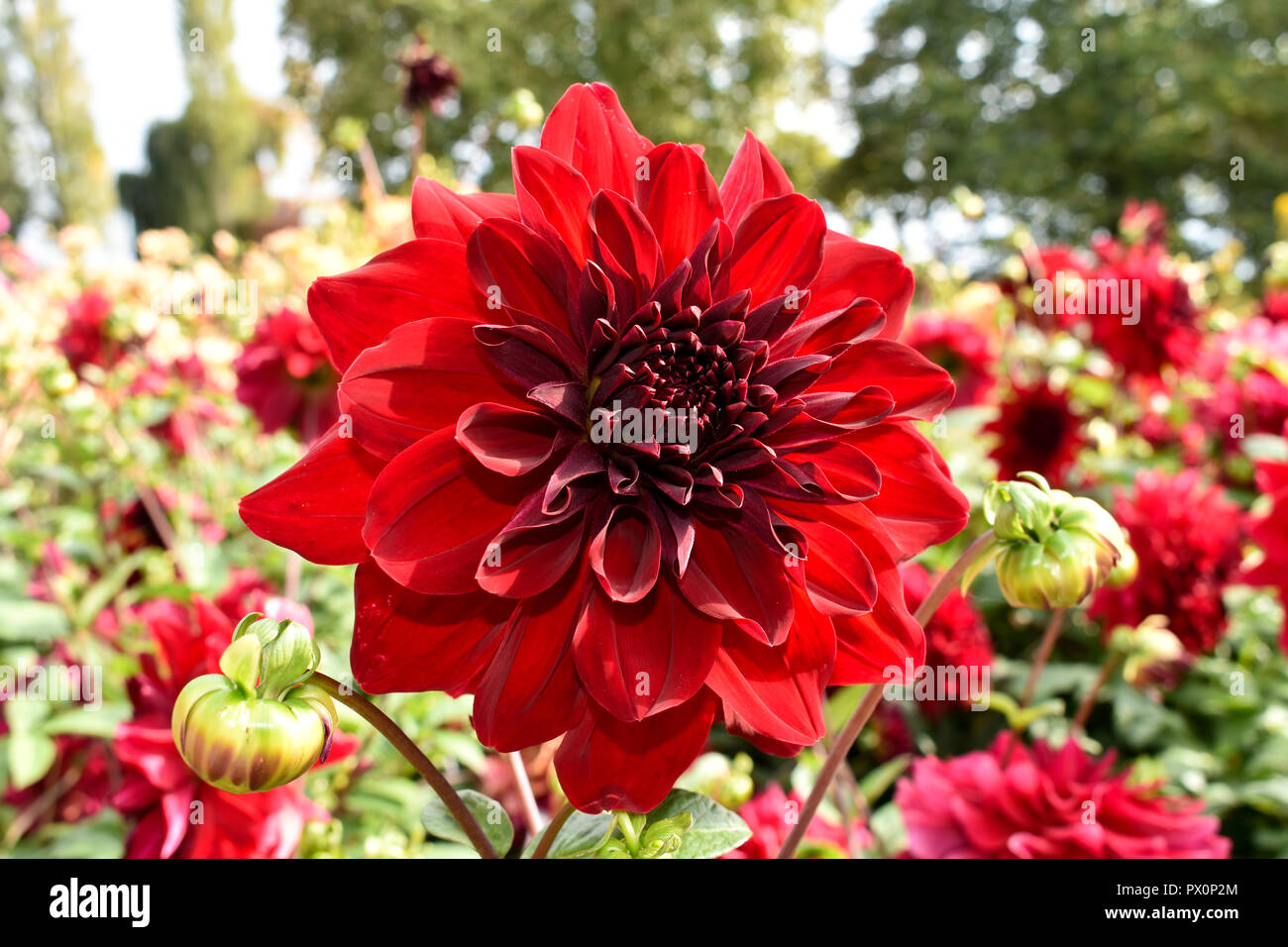 Colorful dahlia flower Stock Photo Alamy
