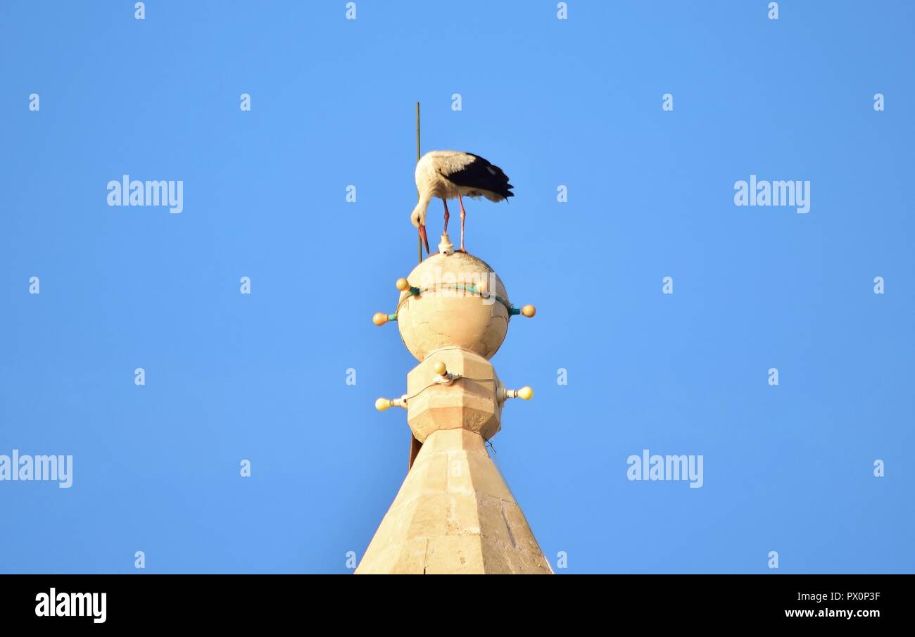 White Stork, Ciconia ciconia, migrating over the Maltese Islands. Big bird balancing resting on top of a tall Catholic Church bell tower, Birzebbuga. Stock Photo