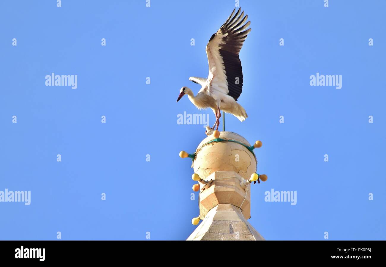 White Stork, Ciconia ciconia, migrating over the Maltese Islands. Big bird balancing resting on top of a tall Catholic Church bell tower, Birzebbuga. Stock Photo