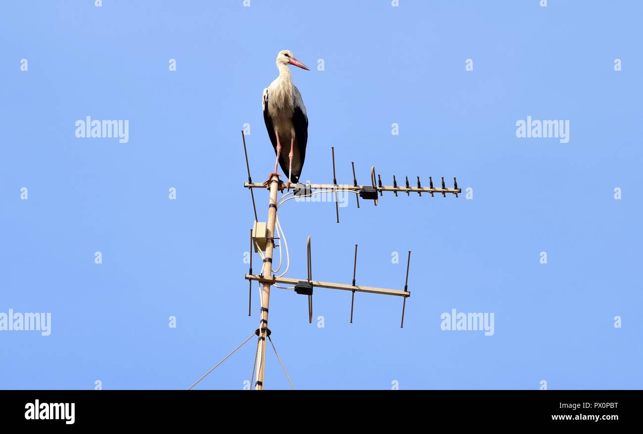 White Stork, Ciconia ciconia, migrating over the Maltese Islands, resting and balancing on television antenna, aerial, transmitter, urban bird nature Stock Photo
