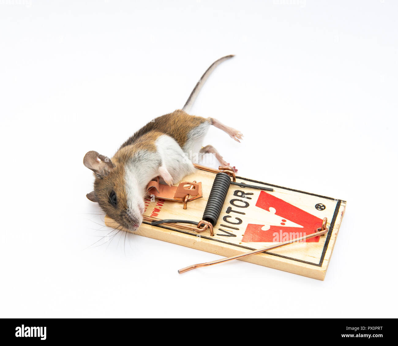 How to catch mice with a pop can and a coat hanger. DIY Mousetrap. Mousetrap  Monday 