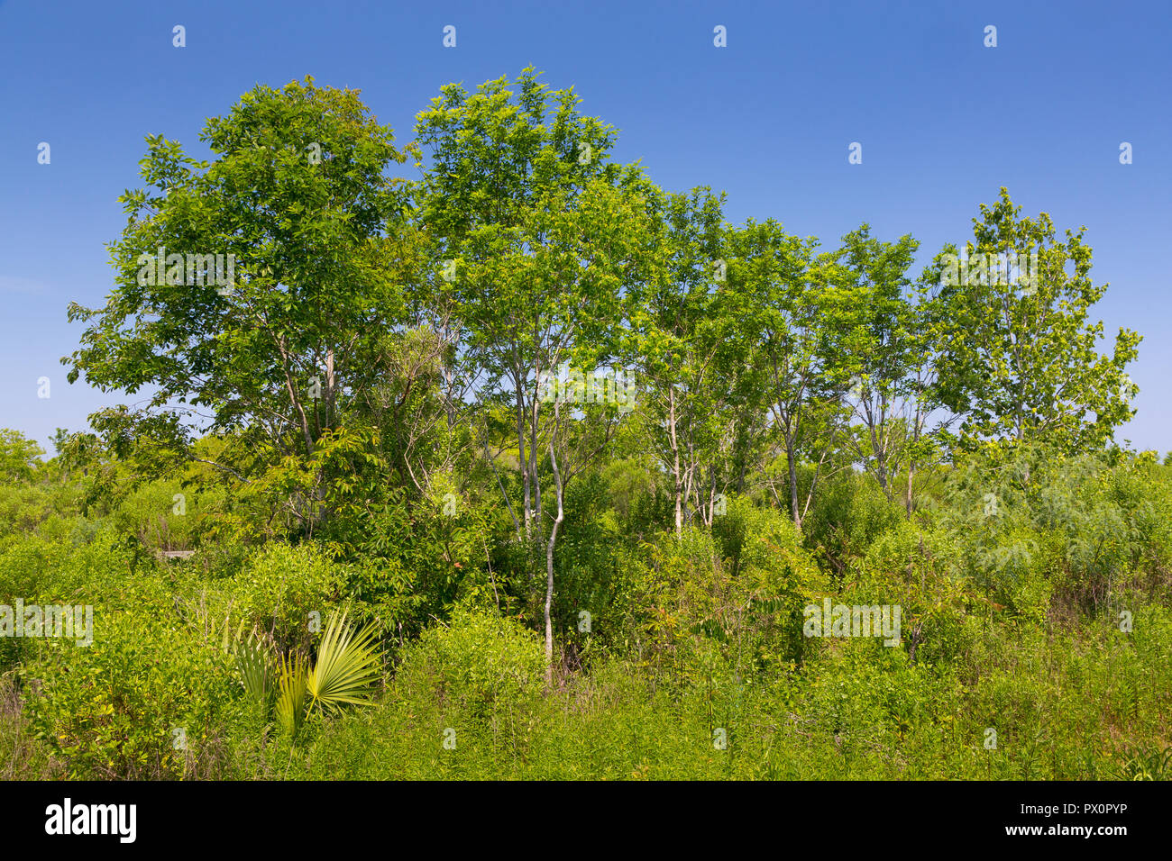 Various trees native to the swamps of southern Louisiana extending