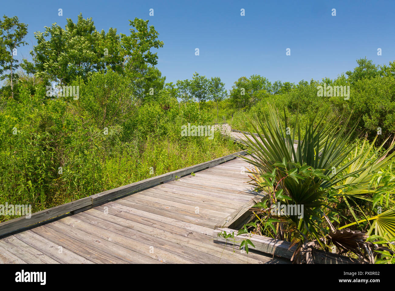 The Ridge Trail Boardwalk passing by a small palmetto tree. Bayou