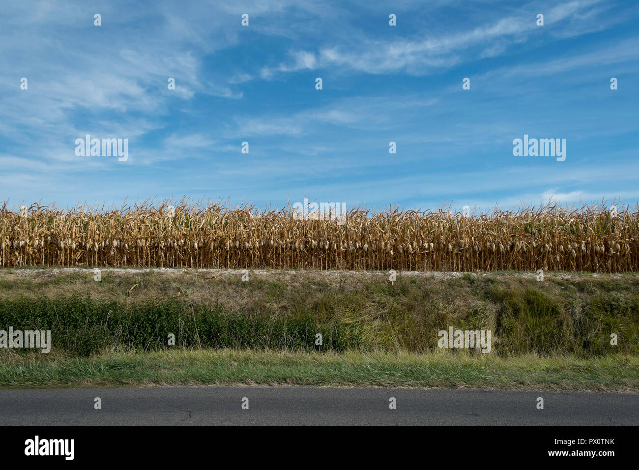 Field of Maize ready for harvesting in the Loire Valley with high bank separating the road. Stock Photo