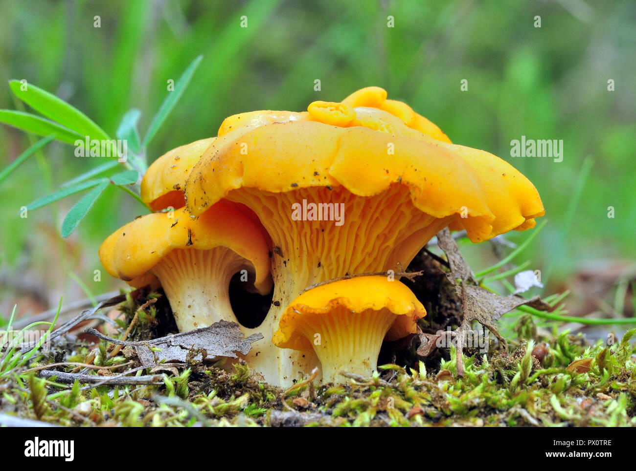 three cantharellus cibarius under oak(girole chanterelle golden