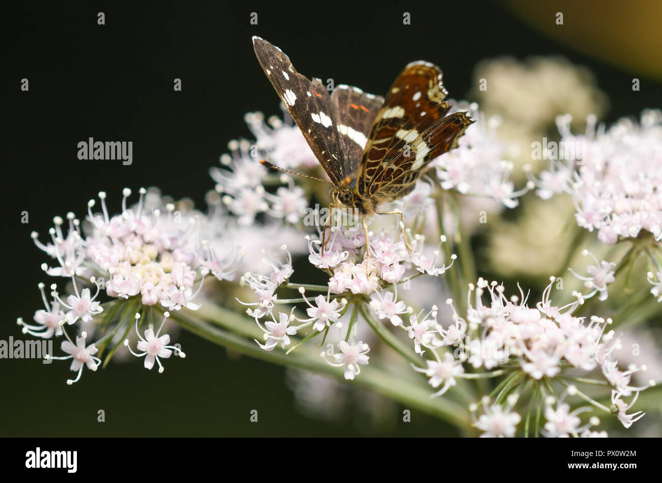 Una mariposa hi-res stock photography and images - Alamy, image size:1300x948
