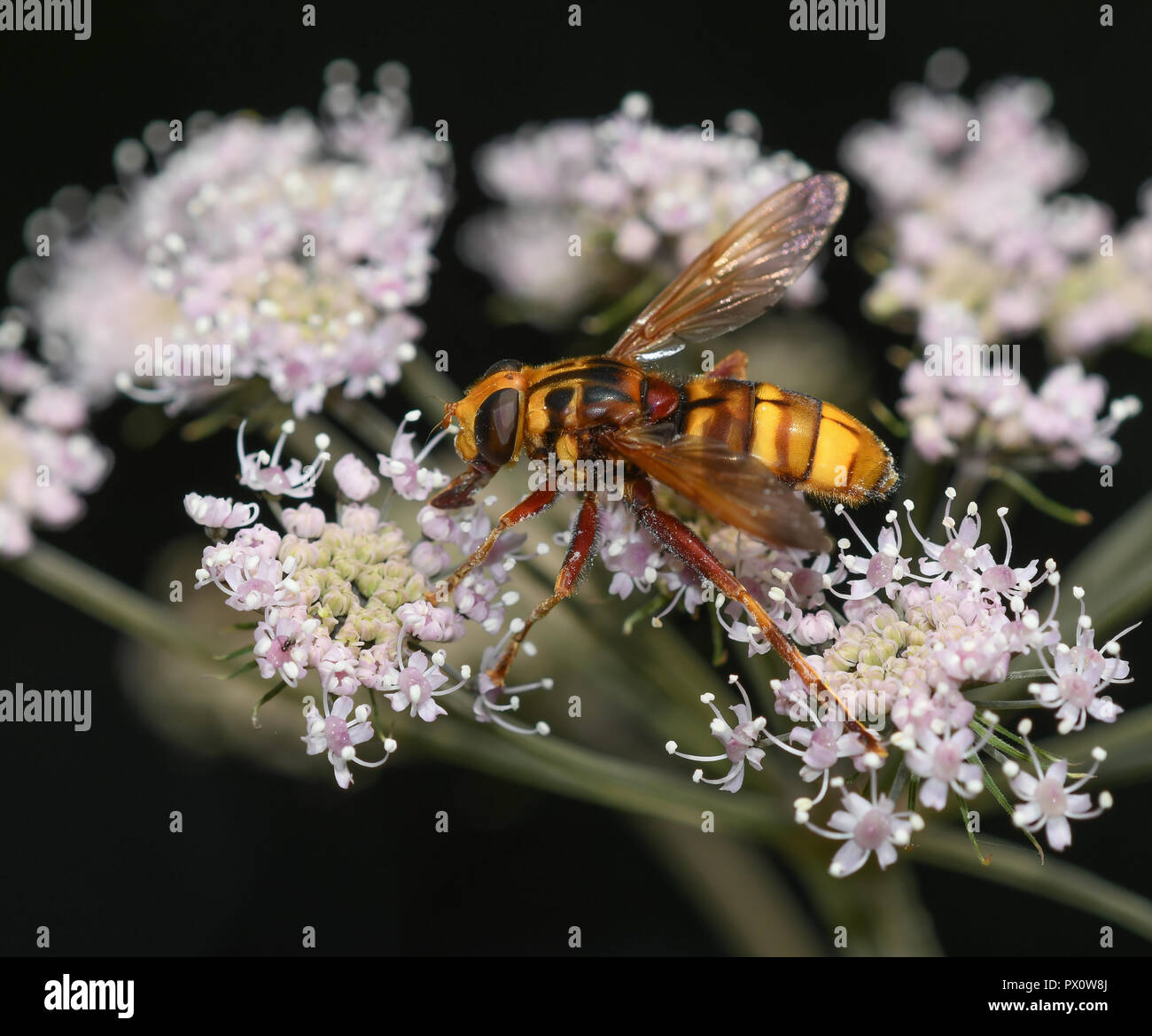 Yellow jacket hoverfly feeding on the flowers of angelica Stock Photo
