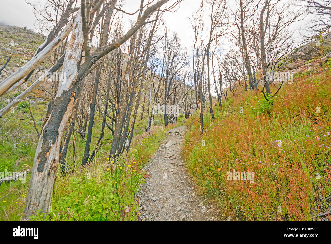 Trail through a Fire Scarred Forest near the Grey Glacier in Torres del Paine National Park in Patagonian Chile Stock Photo